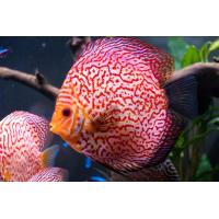 Symphysodon aequifasciatus - Terčovec Pigeon M/L 8-9cm