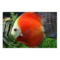 Symphysodon aequifasciatus - Terčovec Marlboro Red M 6-7cm