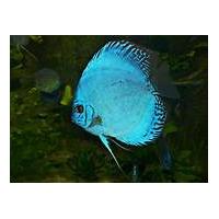 Symphysodon aequifasciatus Blue Diamond - Terčovec Blue Diamond 6-7 cm