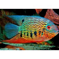 Heros notatus Red Spotted Green 4-5 cm