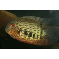 Heros notatus  5-7cm