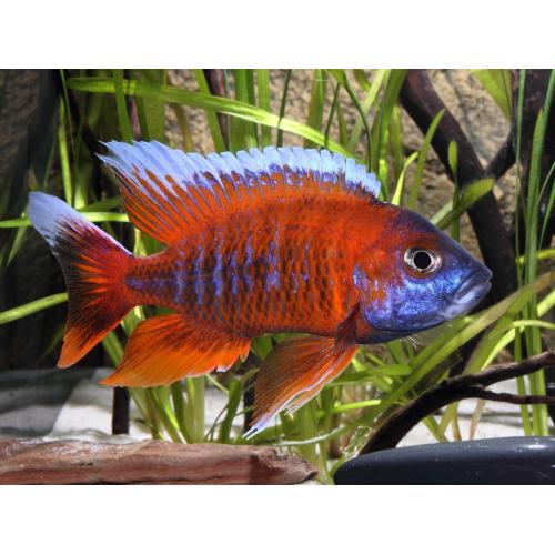 Aulonocara jacobfreibergi Eureka 5-7cm