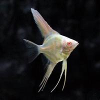 Pterophyllum scalare Albino - Skalára albín 4cm