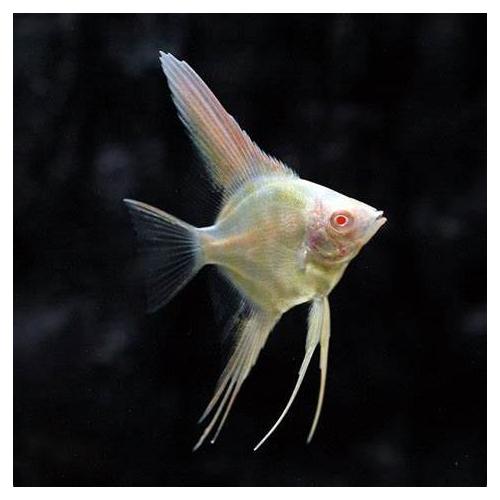 Pterophyllum scalare Albino - Skalára albín 4cm