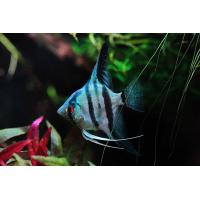 Pterophyllum scalare Blau - Skalára modrá 4cm