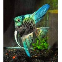 Pterophyllum scalare Blau Marble - Skalára modrá Marble 4cm