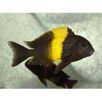 Tropheus moorii Kiriza - Tlamovec moori 5-6cm