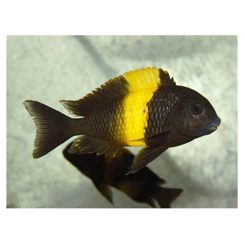 Tropheus moorii Kiriza - Tlamovec moori 5-6cm
