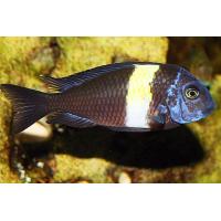 Tropheus duboisi - Tlamovec duboisův 4cm