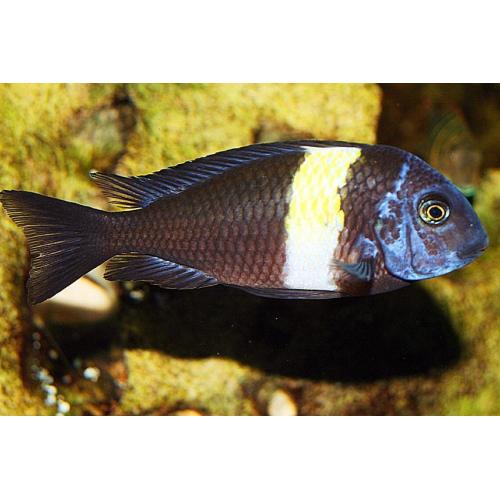 Tropheus duboisi - Tlamovec duboisův 4cm