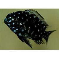 Tropheus duboisi - Tlamovec duboisův 4cm