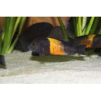 Tropheus moorii Bemba - Tlamovec moori 4cm