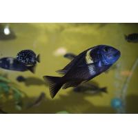 Tropheus duboisi  Maswa - Tlamovec duboisův 4cm