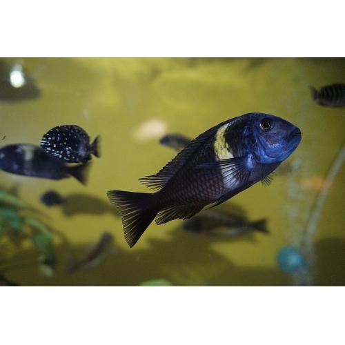 Tropheus duboisi Maswa - Tlamovec duboisův 4cm