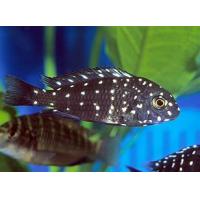 Tropheus duboisi Maswa - Tlamovec duboisův 4cm