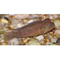 Steatocranus casuarius - Hrbohlavec africký 4cm