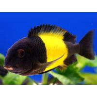 Tropheus moorii  Ikola - Tlamovec moori 5-6cm