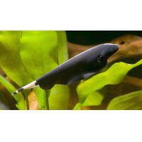 Apteronotus albifrons - Nožovka běločelá 5-6cm