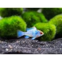 Mikrogeophagus ramirezi Electric Blue - Cichlidka ramirezova 3,5-4 cm
