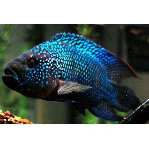 Cichlasoma octofasciatum - Kančík perleťový modrý 5-6cm