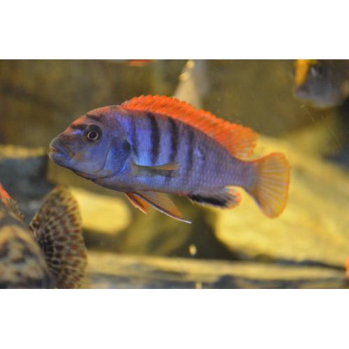 Labidochromis Hongi Sweden 4-5cm