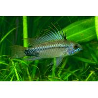Apistogramma trifasciata 3-3,5cm