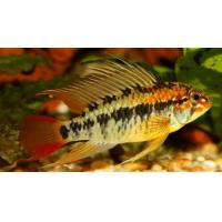 Apistogramma macmasteri L 3,5-4,5cm