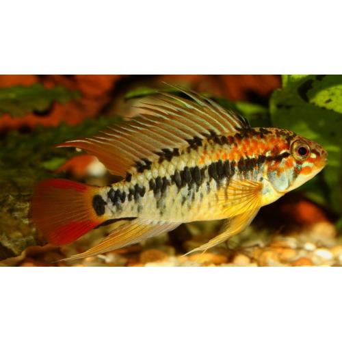 Apistogramma macmasteri L 3,5-4,5cm