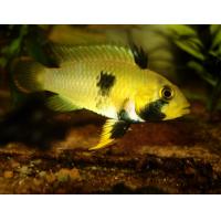 Apistogramma panduro - Cichlidka panduro 3,5-5cm