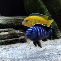 Pseudotropheus saulosi 4-5cm