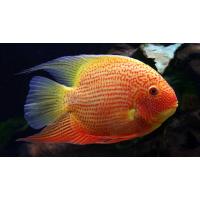Heros severum Red Spotted - Kančík červenooký 5-6cm