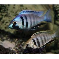Placidochromis electra L - Tlamovec svítivý L 5-7cm