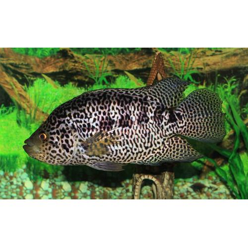 Parachromis managuensis 4cm