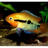 Herotilapia multispinosa 4cm