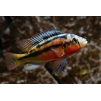 Paralabidochromis cribensis hard rock 4cm