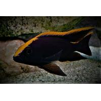 Otopharynx lithobates var. Black Orange Dorsal 4-5cm