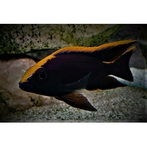 Otopharynx lithobates var. Black Orange Dorsal 4-5cm