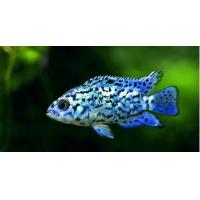Cichlasoma electric blue jack dempsey 4-5cm