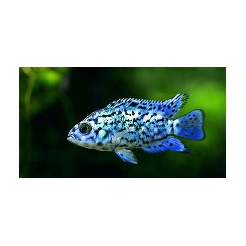 Cichlasoma electric blue jack dempsey 4-5cm