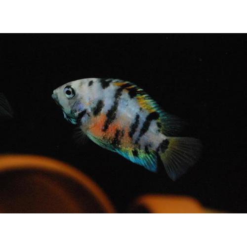 Cichlasoma nigrofasciatum Marble - Kančík příčnopruhý 4-5cm