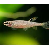 Copella arnoldi - Tetra stříkavá 3-4cm