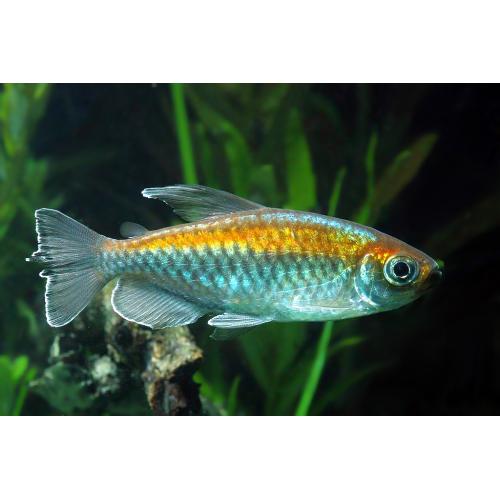 Phenacogrammus interruptus - Tetra konžská 4,5-5,5cm