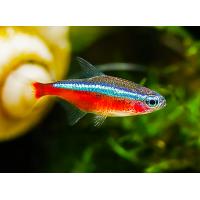 Paracheirodon axelrodi - Neonka červená M 2,2-2,5cm