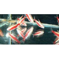 Paracheirodon axelrodi Gold - Neonka červená zlatá 2,5cm