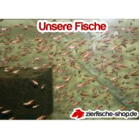 Paracheirodon axelrodi Gold - Neonka červená zlatá 2,5cm