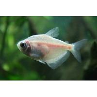 Gymnocorymbus ternetzi Gold - Tetra černá gold 3cm