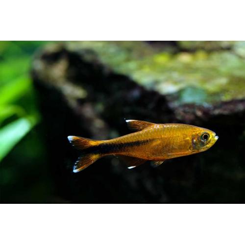 Hasemania nana - Tetra měděná 3cm