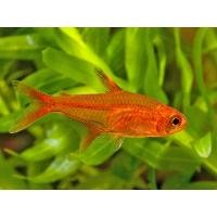 Hyphessobrycon amandae - Tetra ohnivá 2cm