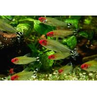 Hemigrammus bleheri - Tetra červenohlavá 3cm