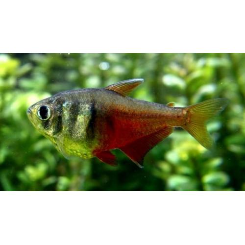 Hyphessobrycon flammeus - Tetra červená 2,5cm